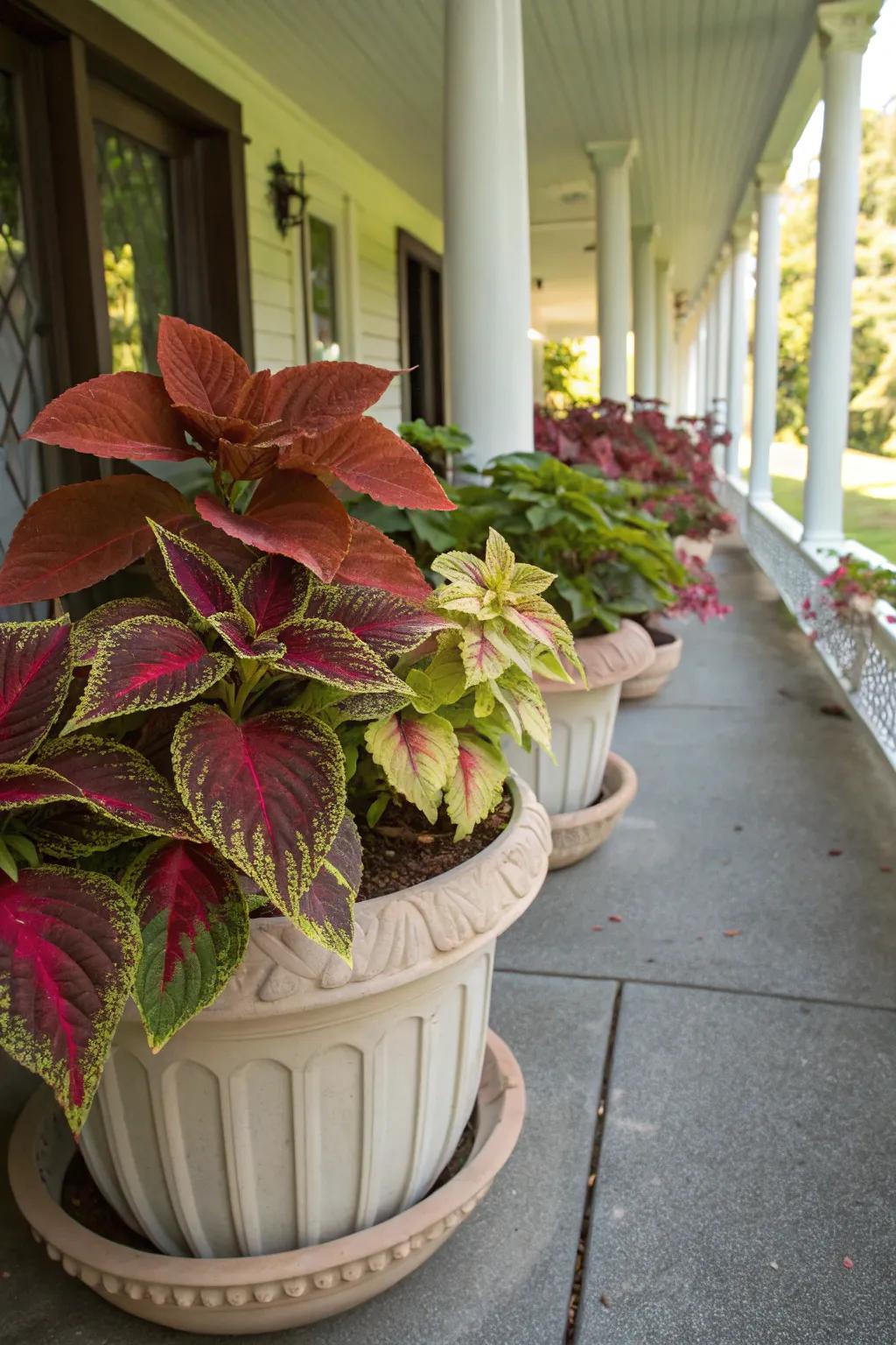 A shaded porch exhibiting a vibrant assortment of coleus plants in attractive pots.