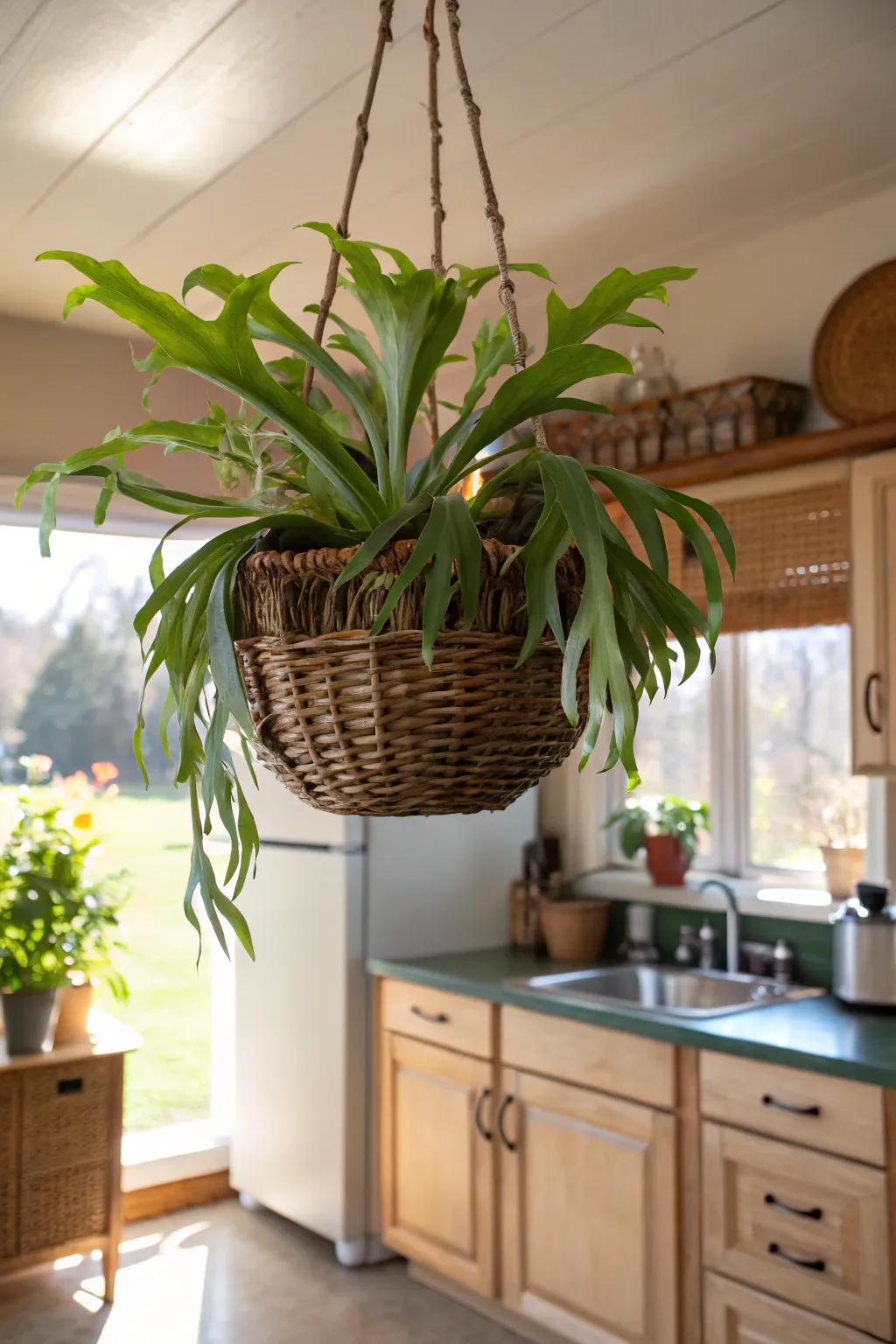 A hanging basket fashions a whimsical abode for a staghorn fern.