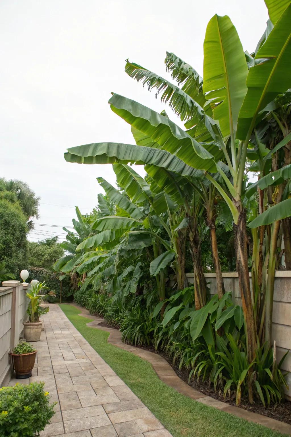 Attain privacy with an organic screen of banana trees.