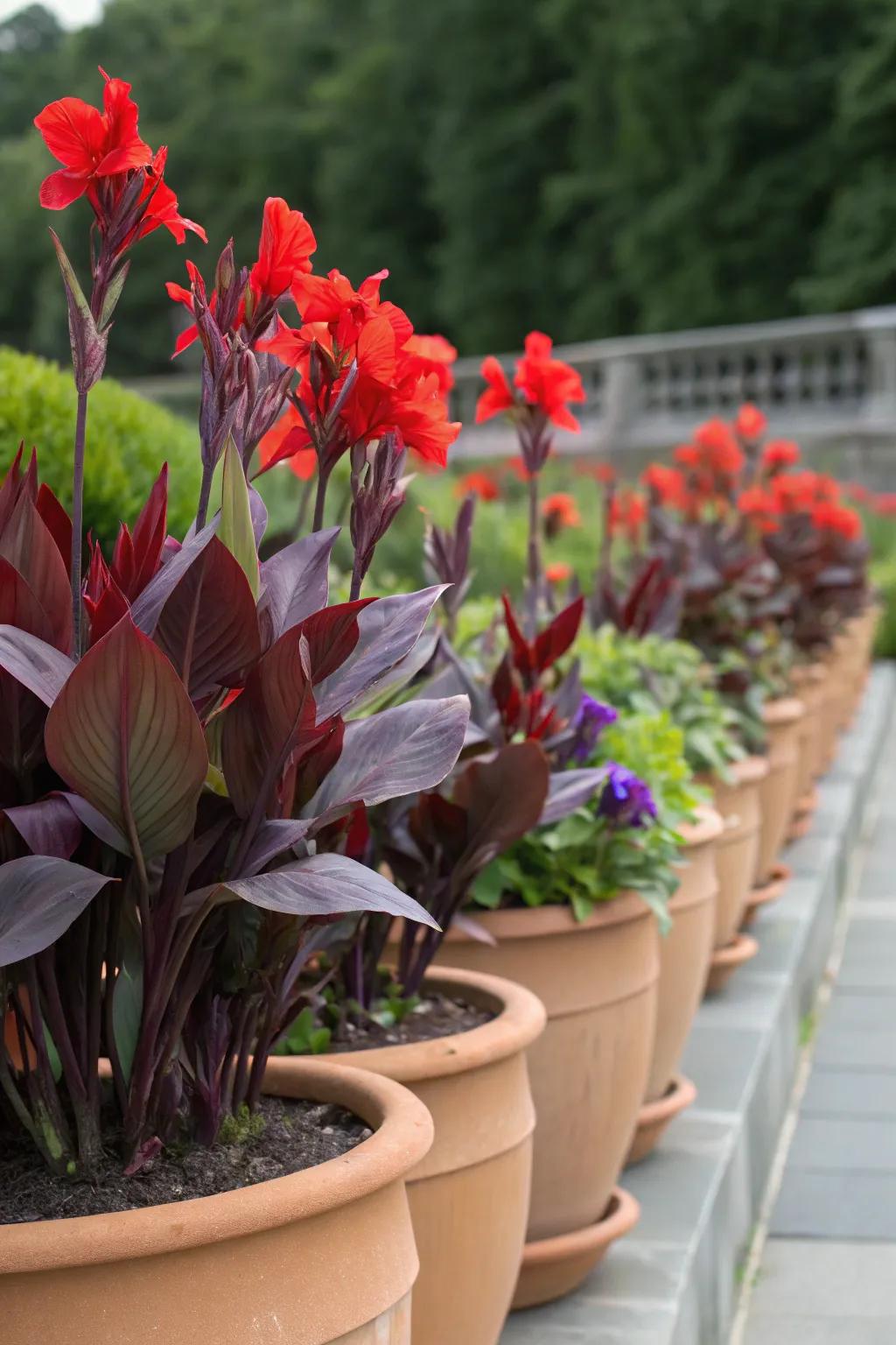 Bold color contrast with red majestic blooms and purple heart plants.