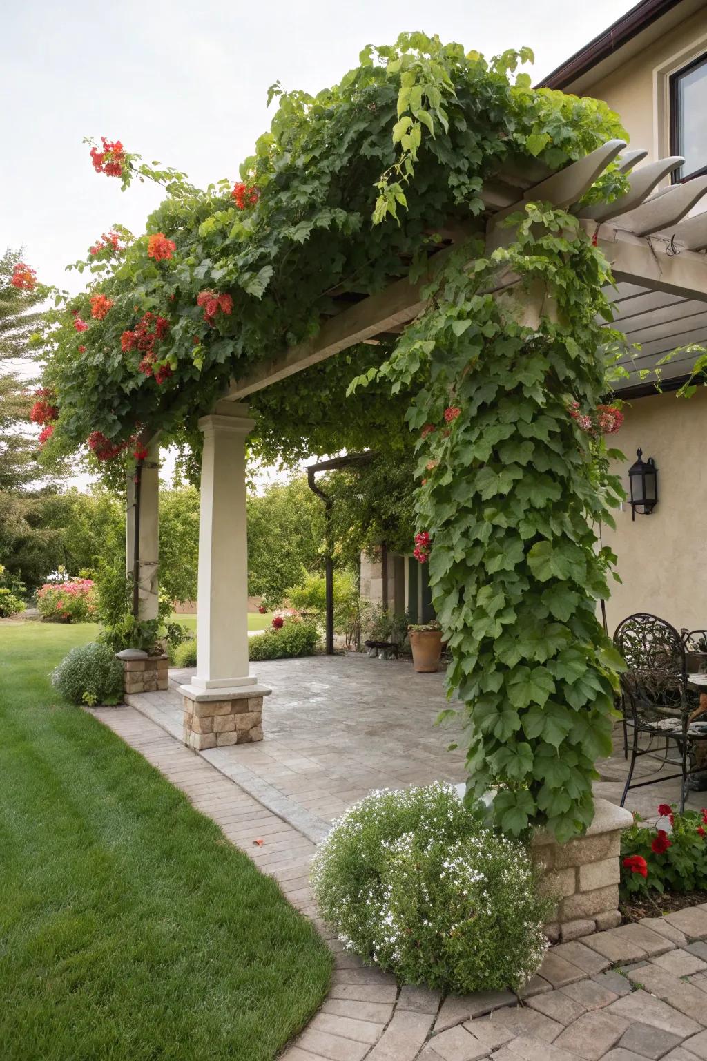 Nature's embrace: a vine-laced pergola.