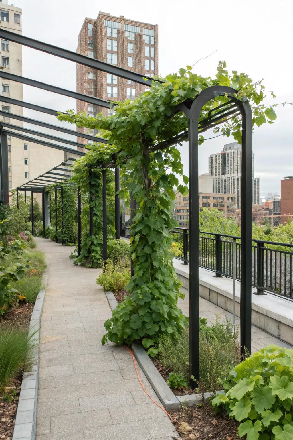 A modern take on the grape shelter with a simple steel build.