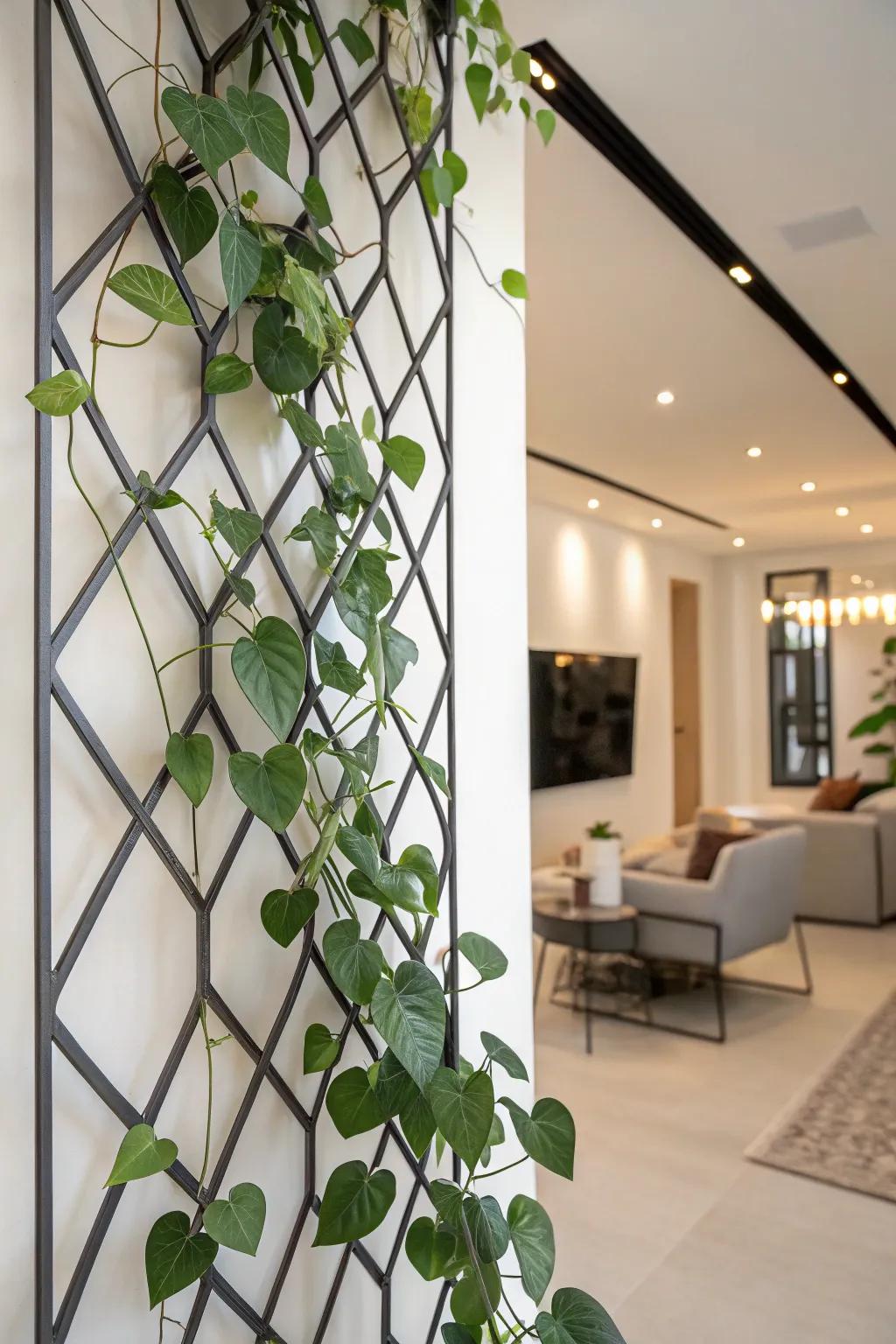 A modern living space featuring a Hoya climbing a geometrical wall climbing frame.