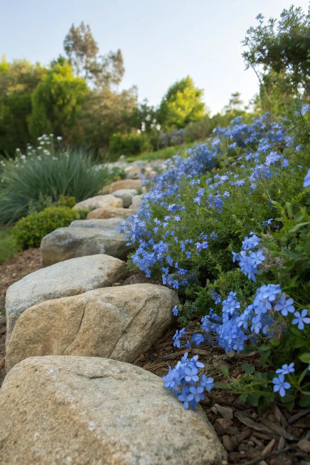Azure Skyflower blossoms accentuating garden stones for a natural ambiance.