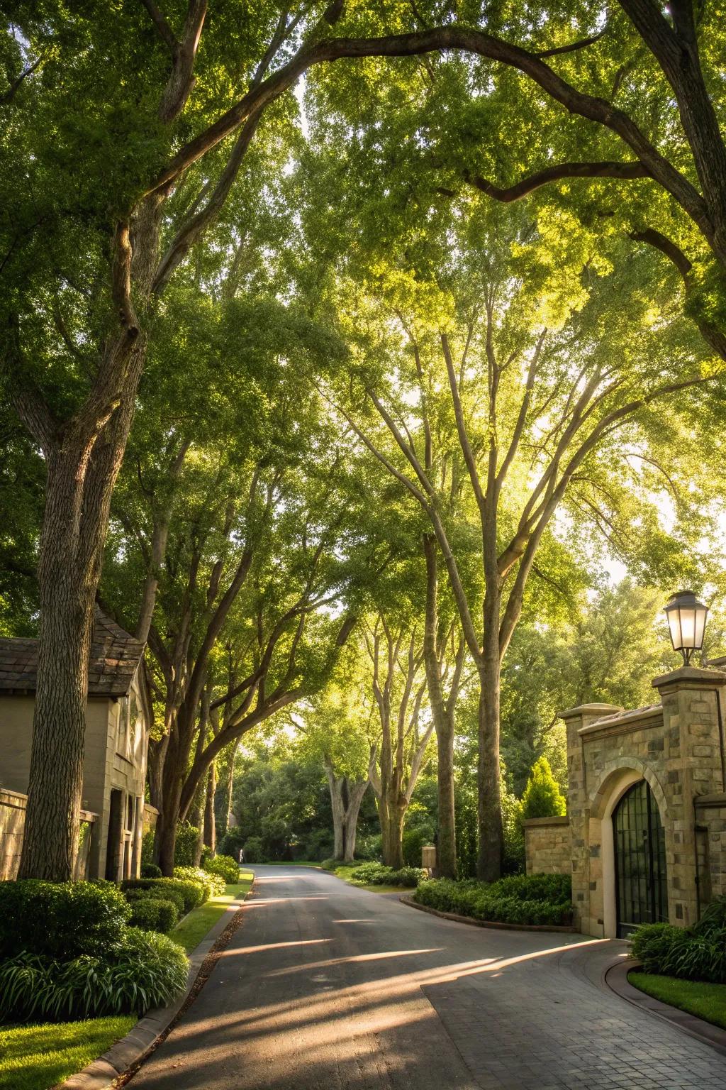 Towering trees creating an impressive entrance.