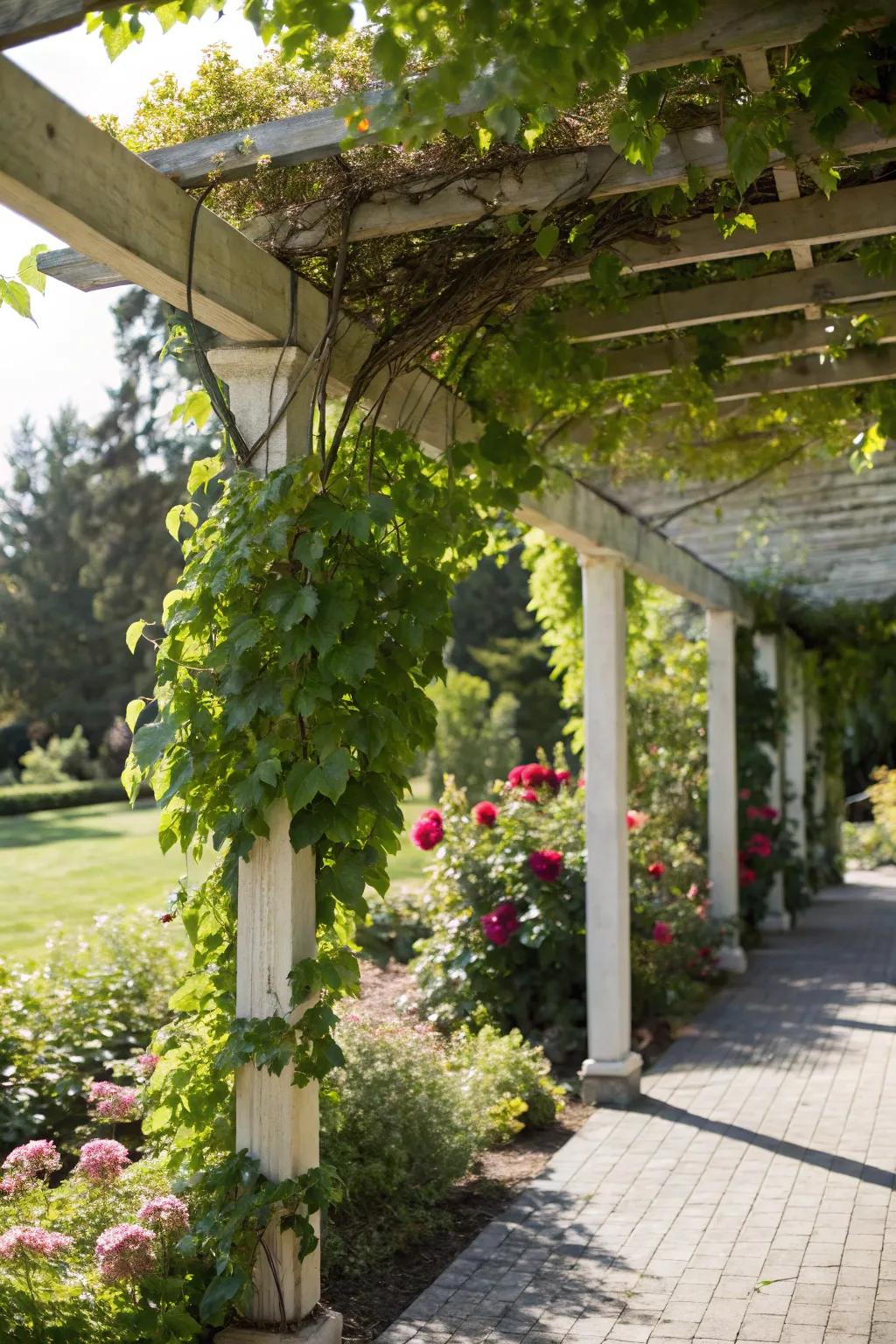 Natural greenery strengthens the pergola's bond with the garden.