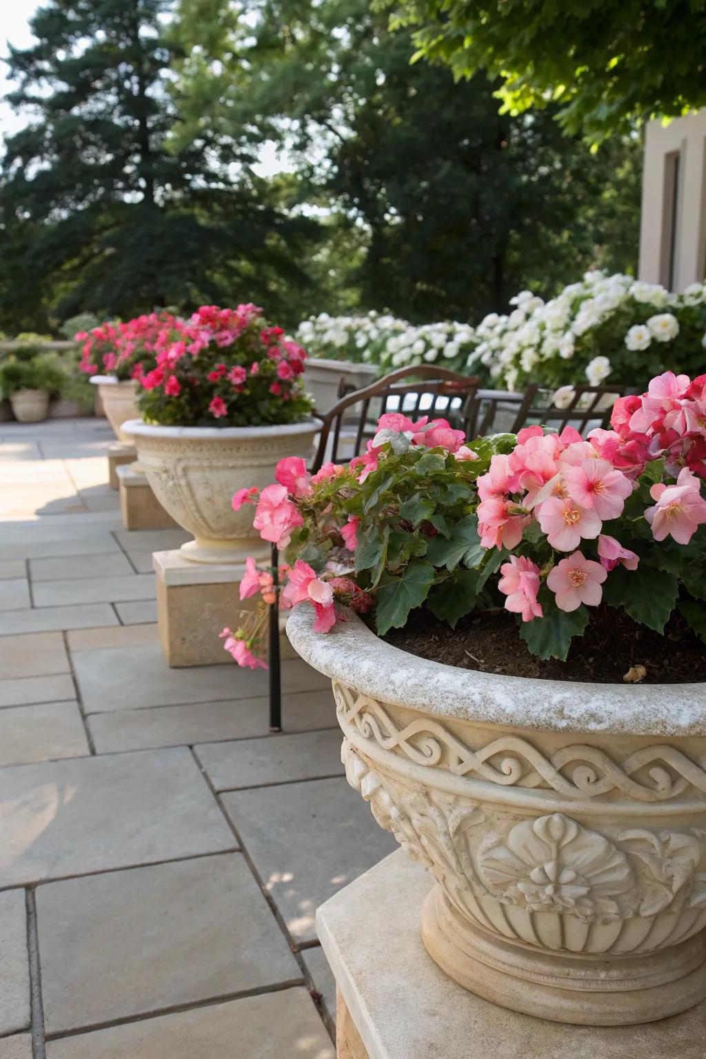 A shaded patio showcasing radiant, fibrous-rooted begonias arranged in chic pots.