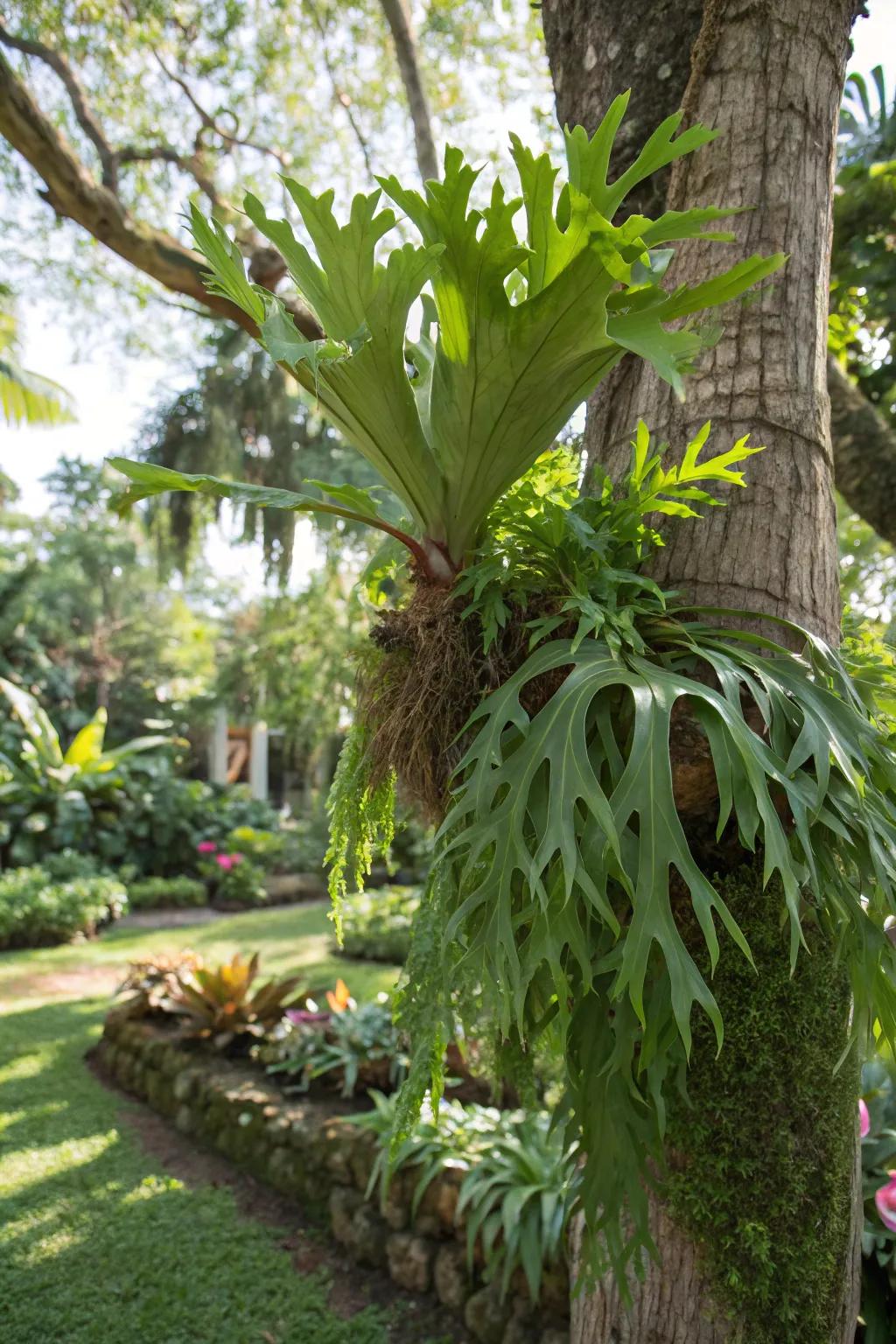 A tree trunk stands as a natural pedestal for a garden staghorn fern.