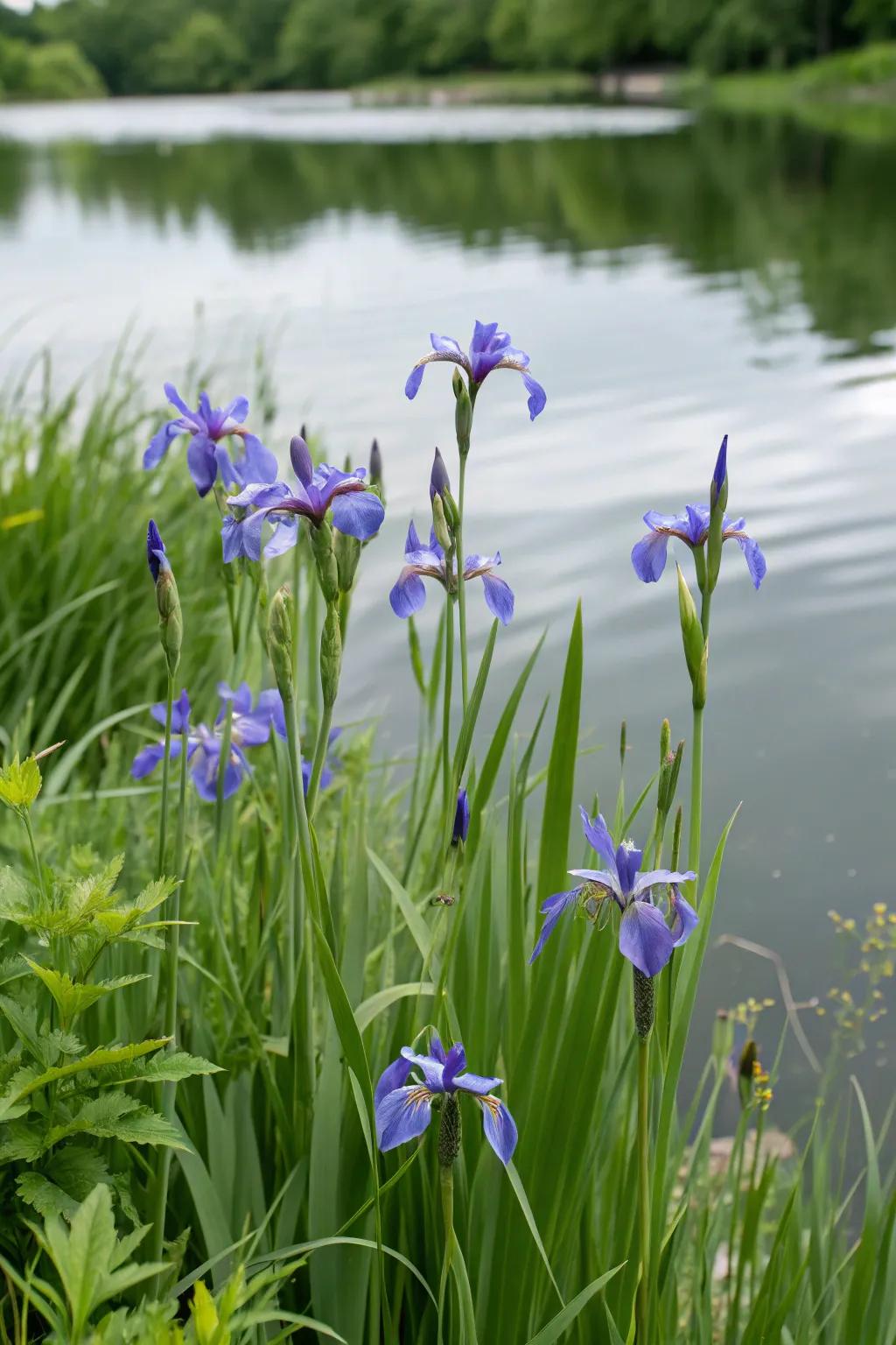 Azure Iris delivers refinement and vibrant color to the water's fringe.
