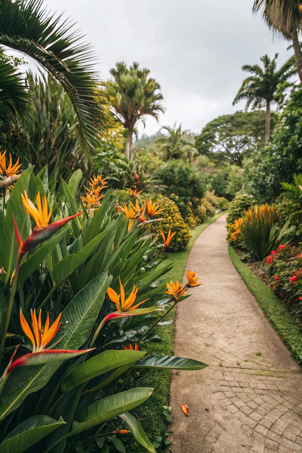 Elevate your garden paths with striking Bird of Paradise borders.