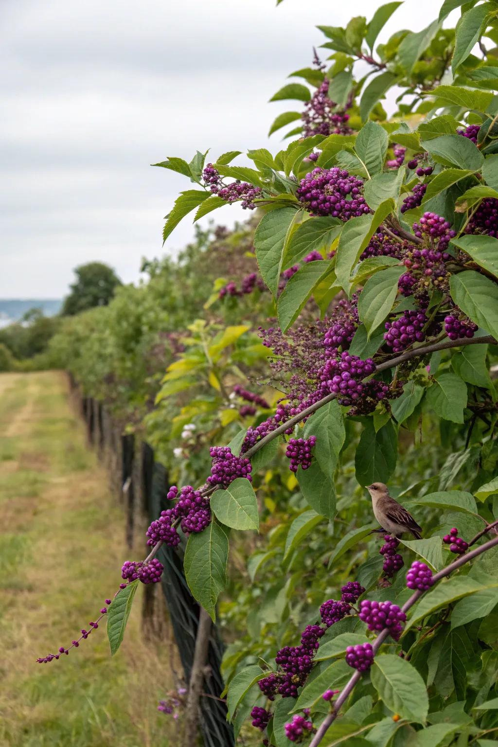 Callicarpa bushes offer privacy and food for wildlife.
