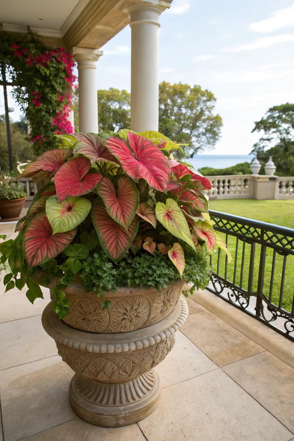 Tiered caladiums presenting depth and artistic fascination.