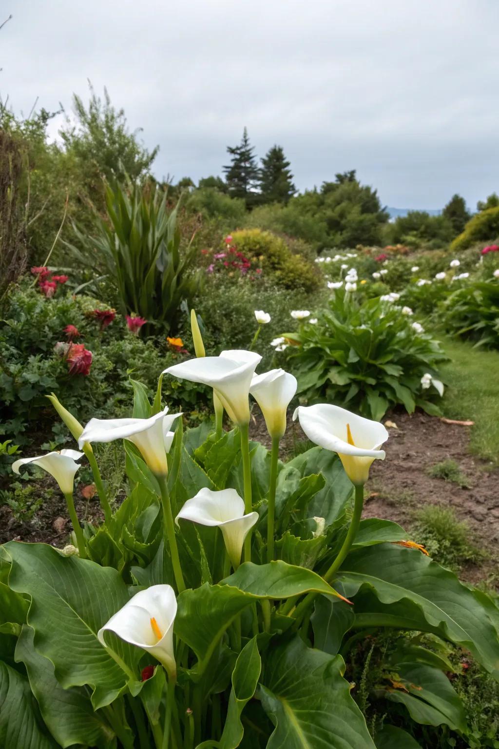 Radiant snowdrops filling in late-summer garden gaps with vibrant color.