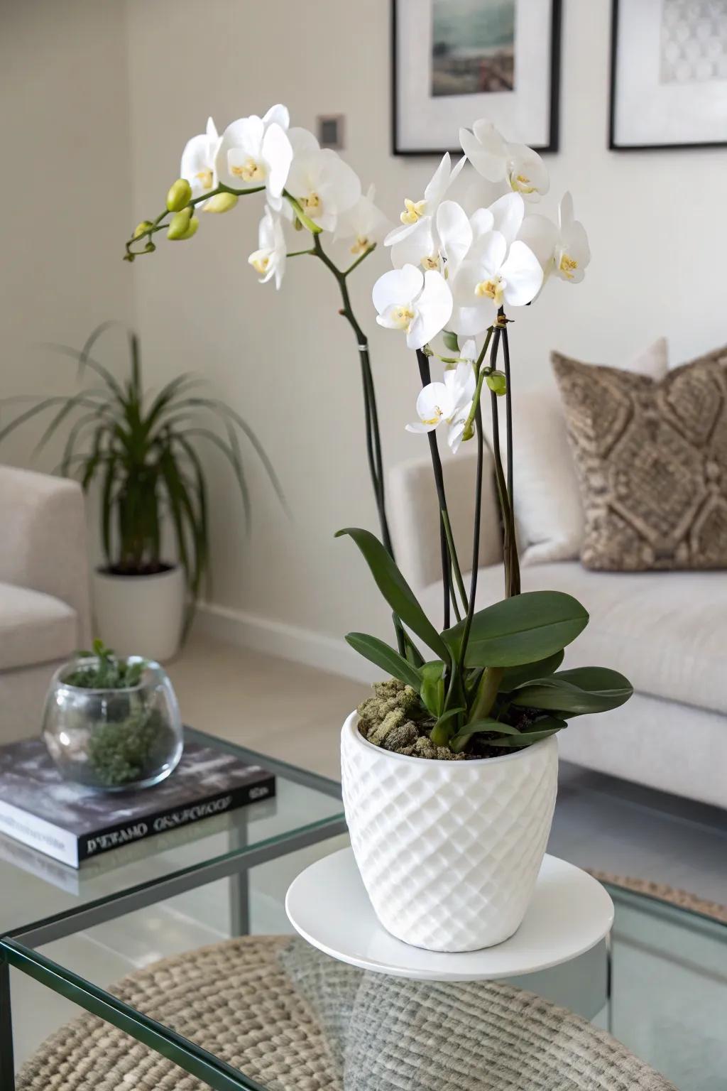 A sophisticated orchid setup introducing a modernistic accent.