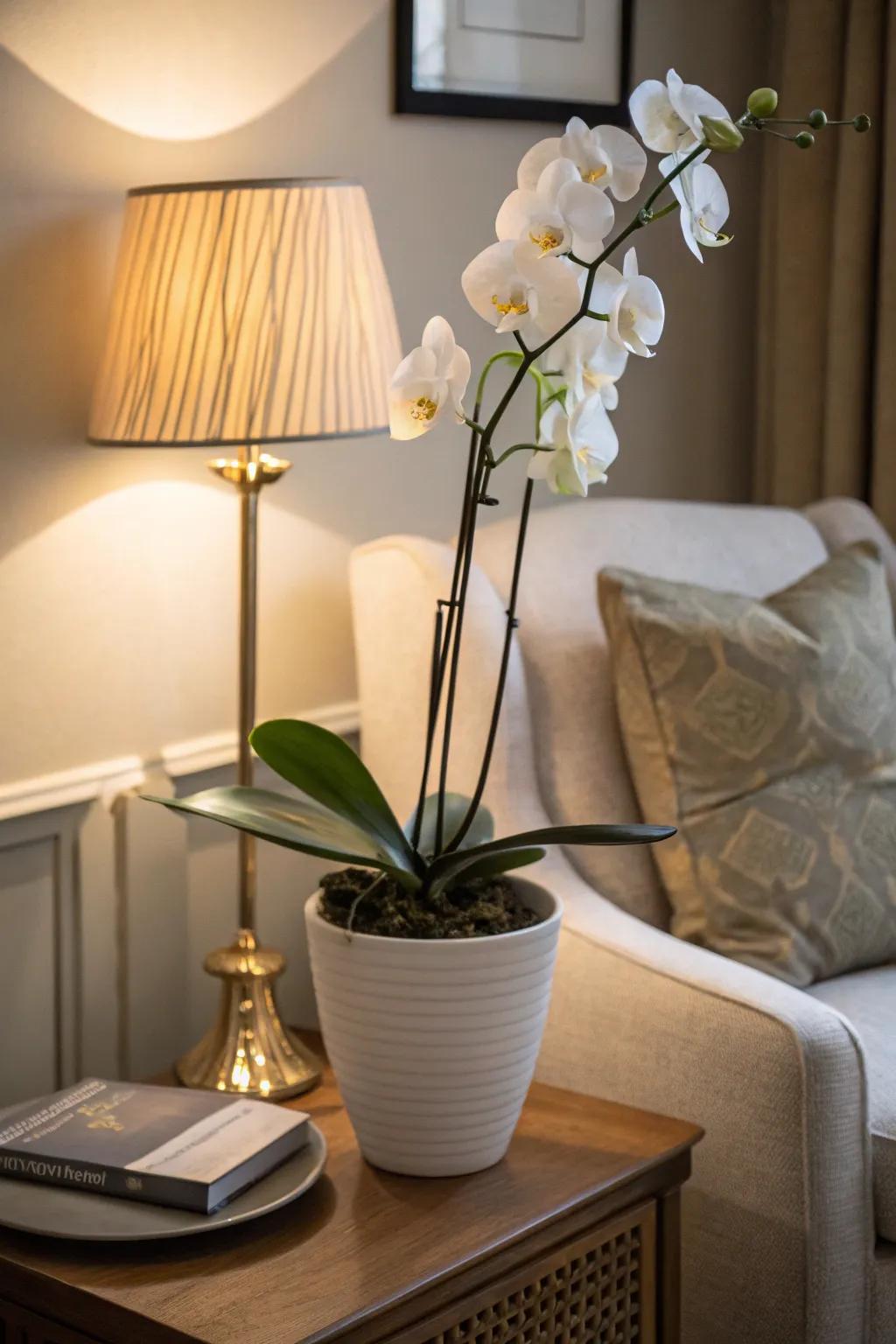A minimalist ivory orchid enriching a snug alcove.