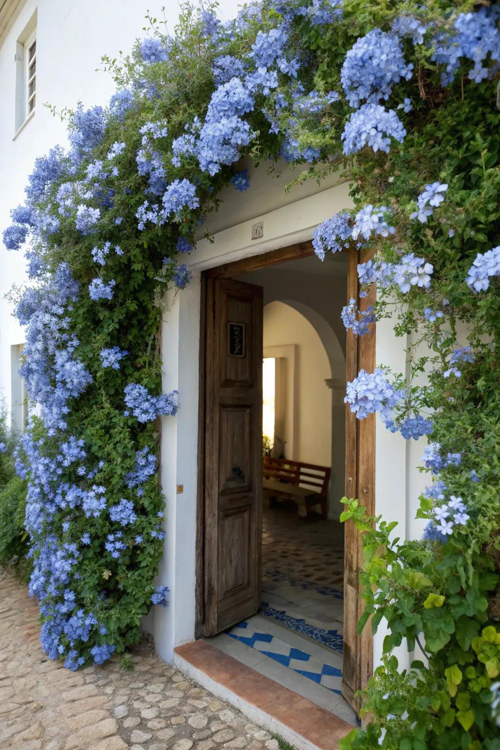 An entrance enhanced with cascading azure Skyflower blossoms.