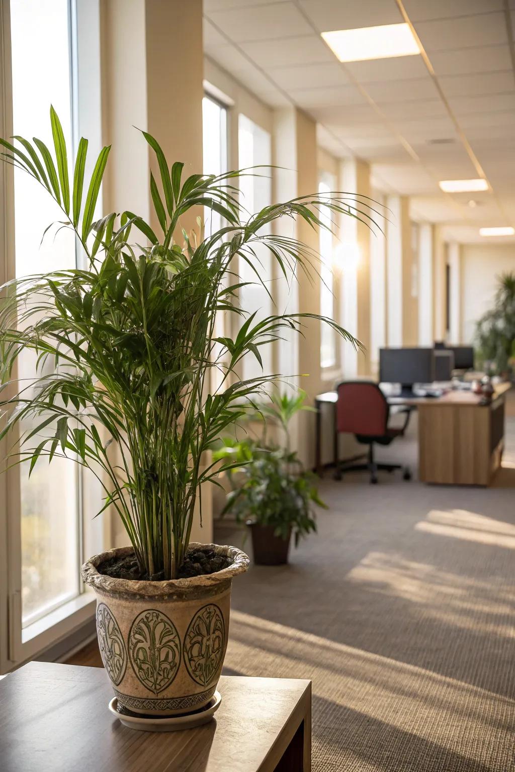 Introduce tropical allure with Dwarf Palms.