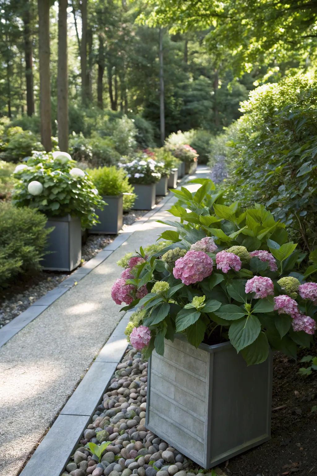 A shaded garden pathway decorated with flowering dwarf hydrangeas in fashionable containers.