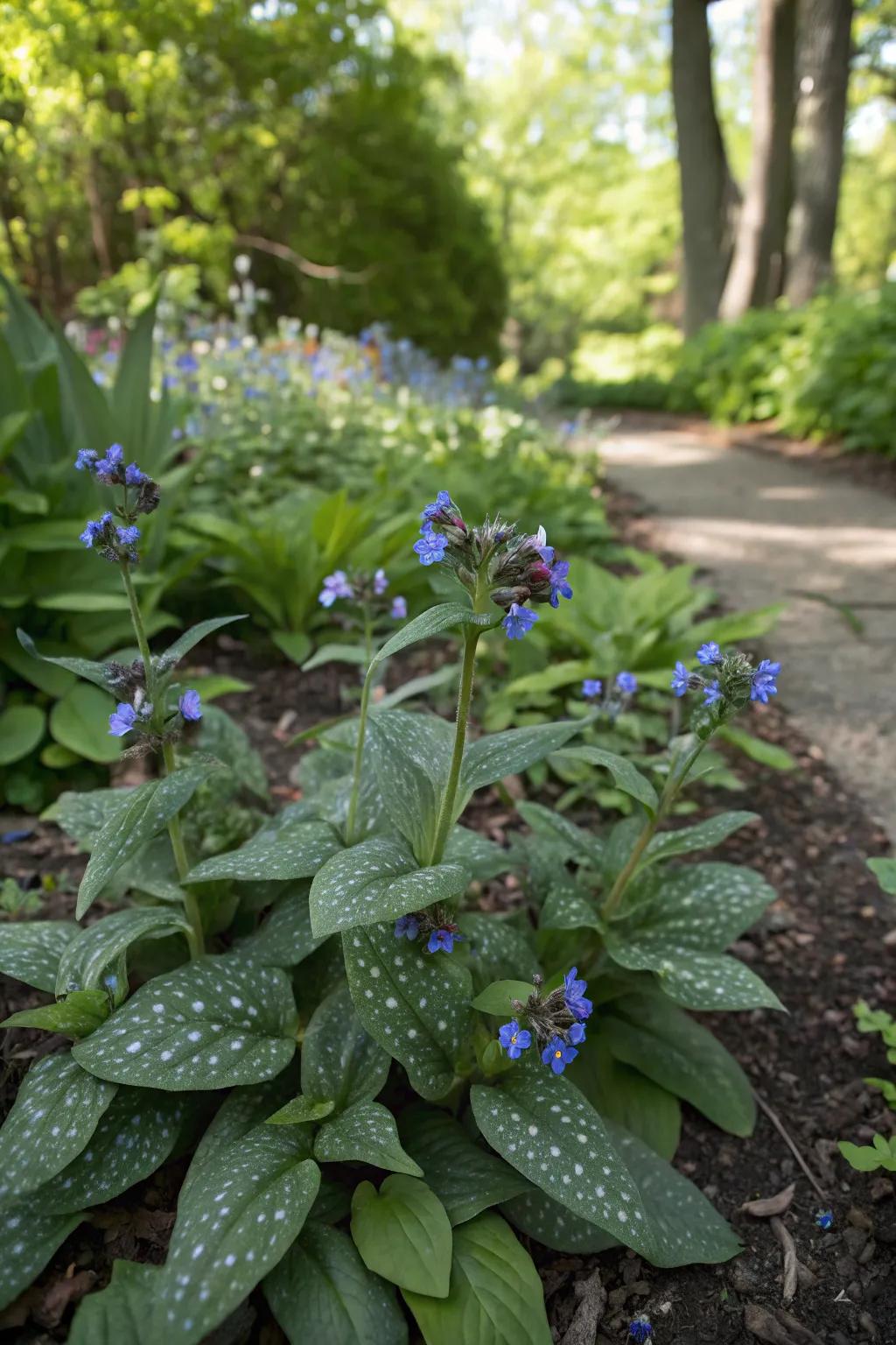 Spotted leaf imparts an unusual touch to shaded gardens.
