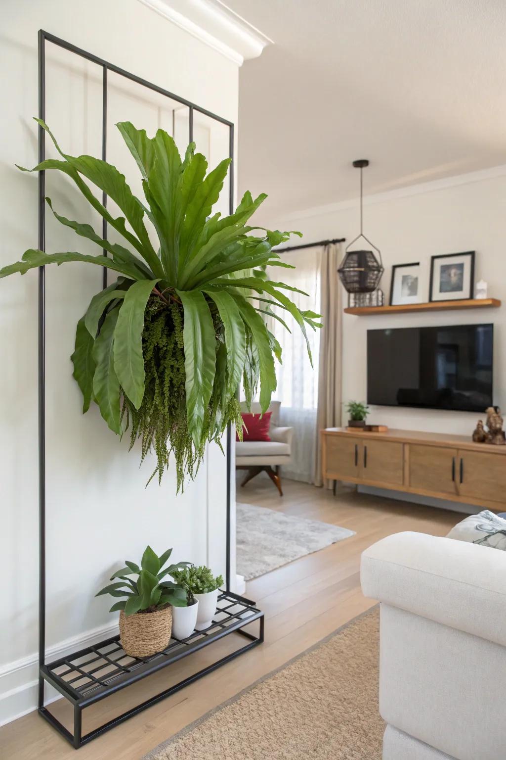 A metal frame mount extends a modern inflection to exhibiting staghorn ferns.