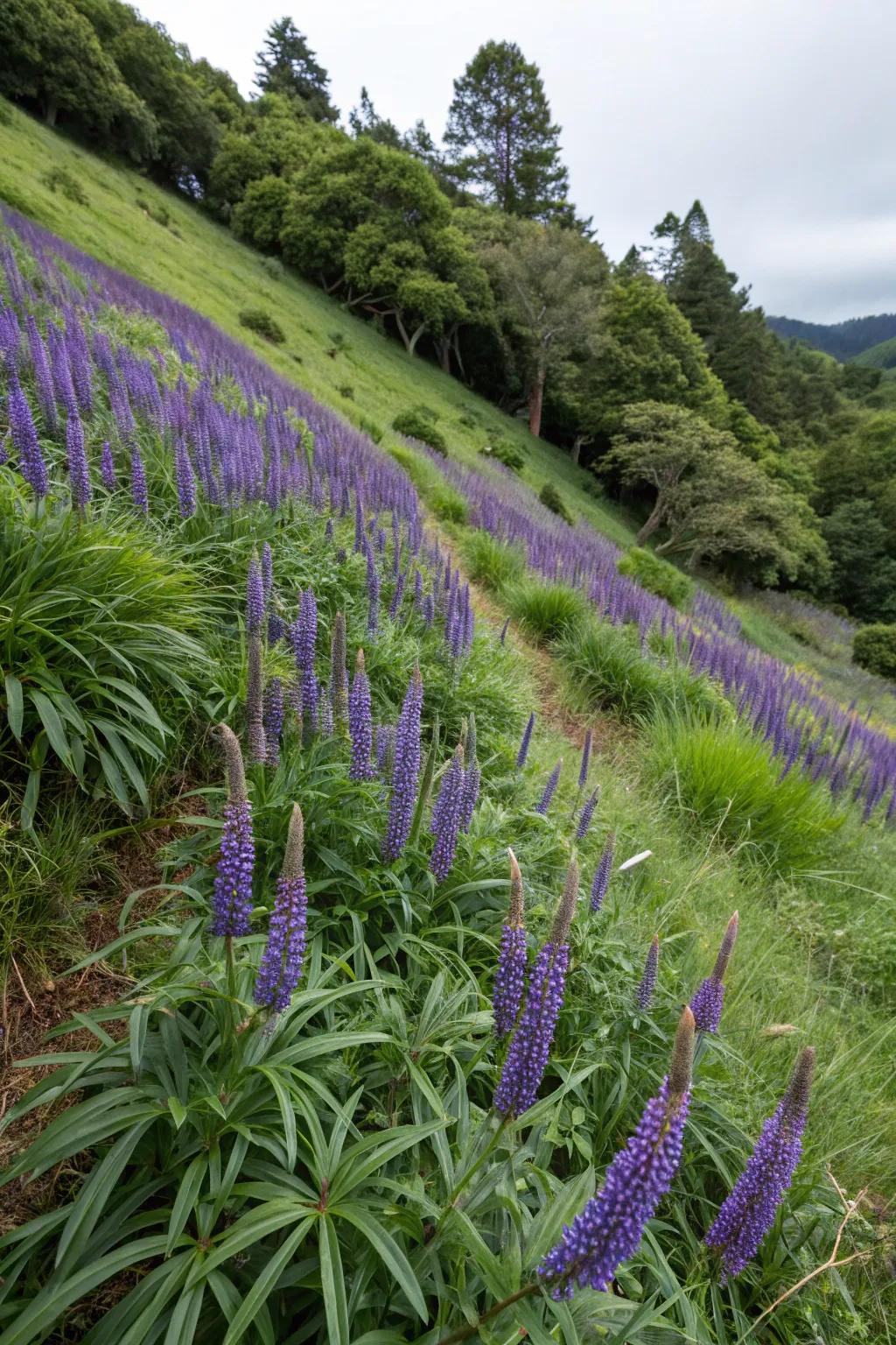 Big Blue Turf Lily makes bold statements on challenging slopes.