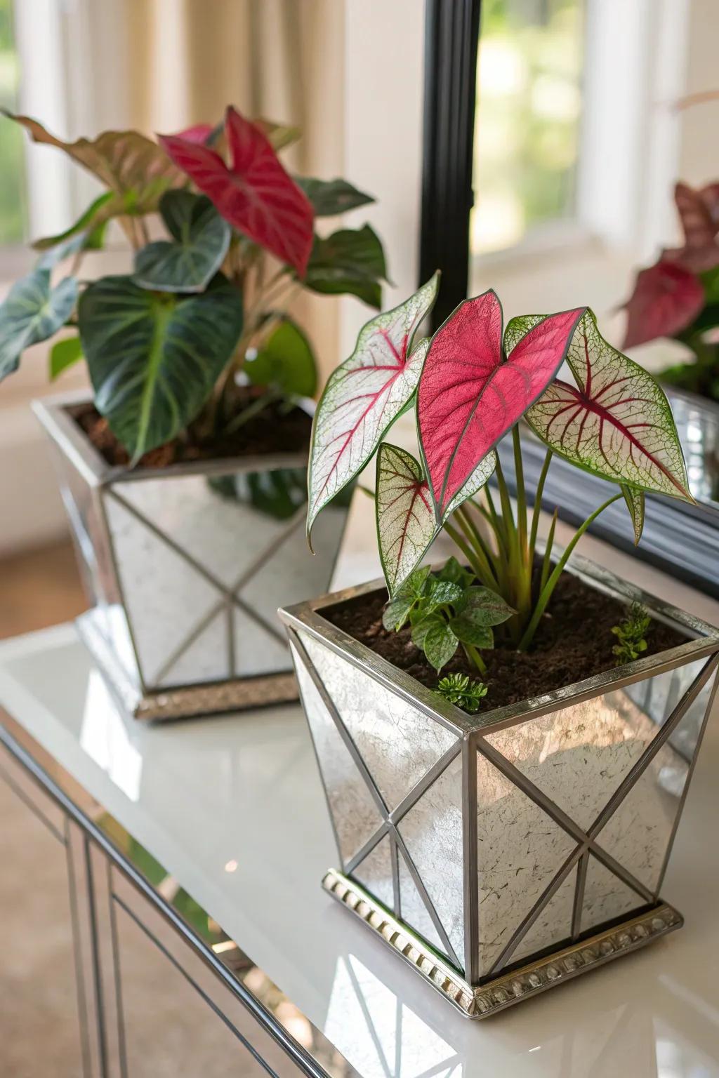 Mirror-finished pots boosting the charm of caladiums.