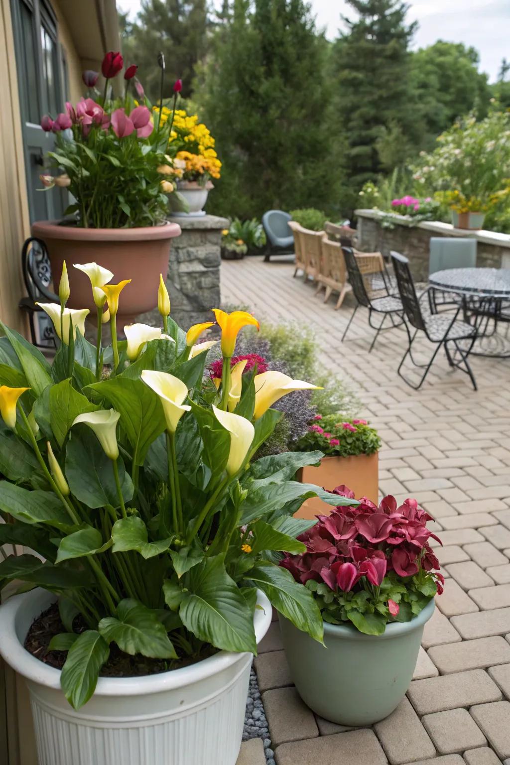 Radiant snowdrops bringing life and color to container gardens on a patio.