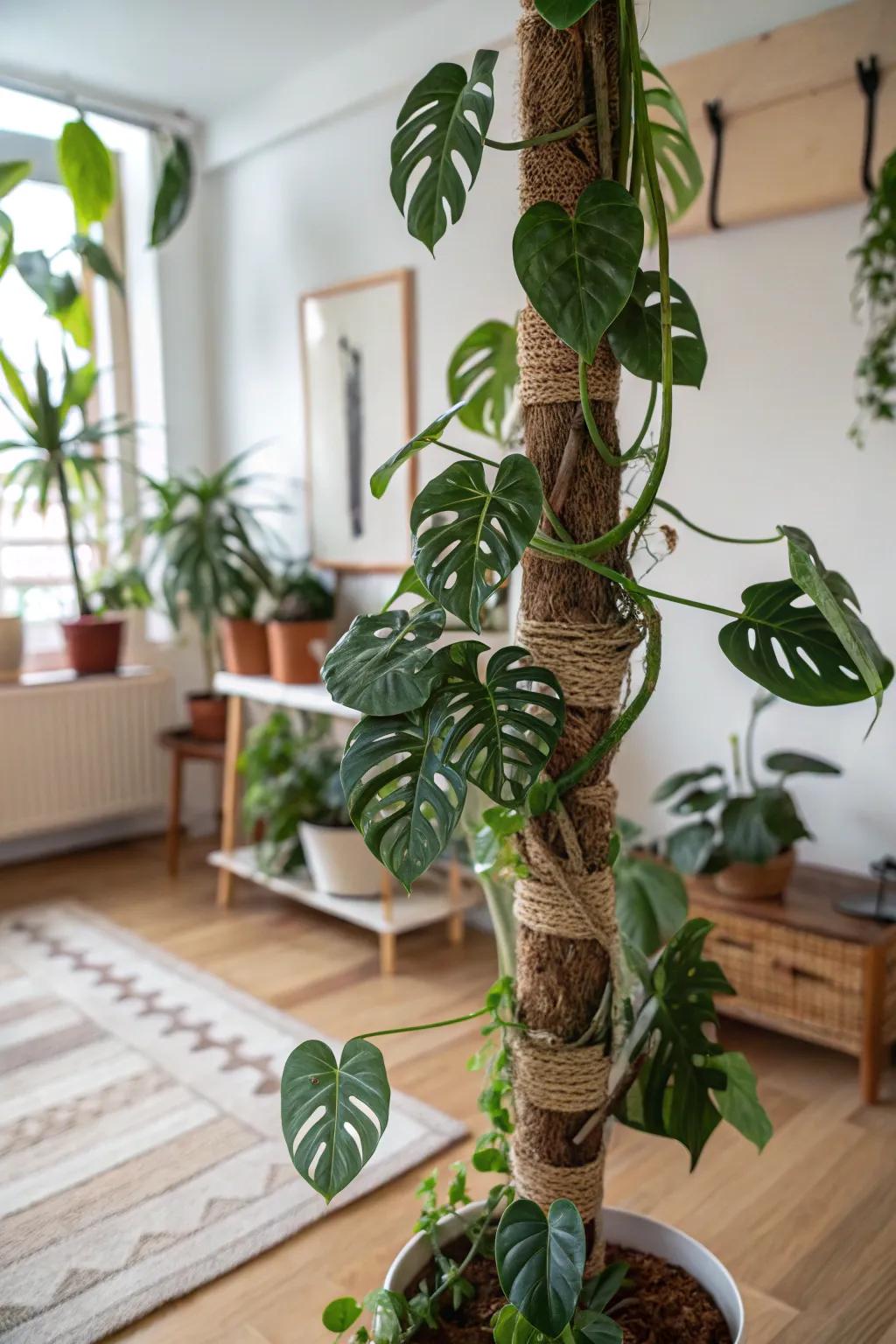 Support your Monstera with eco-friendly husk rods