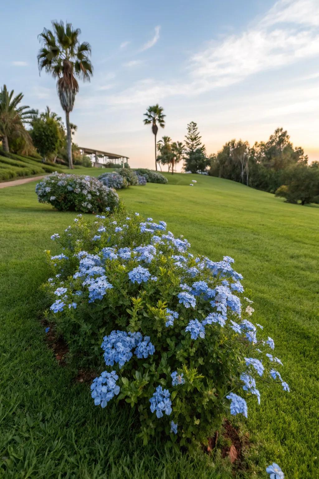 A lawn spotlighting a central array of azure Skyflower blooms as a striking showpiece.
