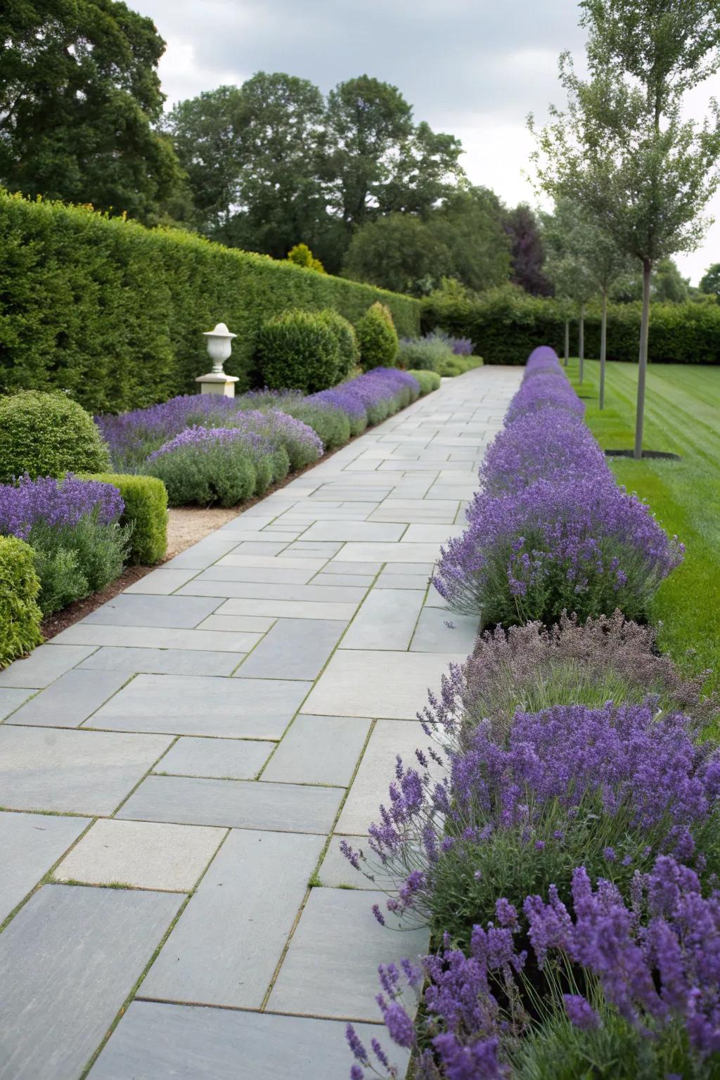 A sophisticated bluestone walkway lined with fragrant lavender.