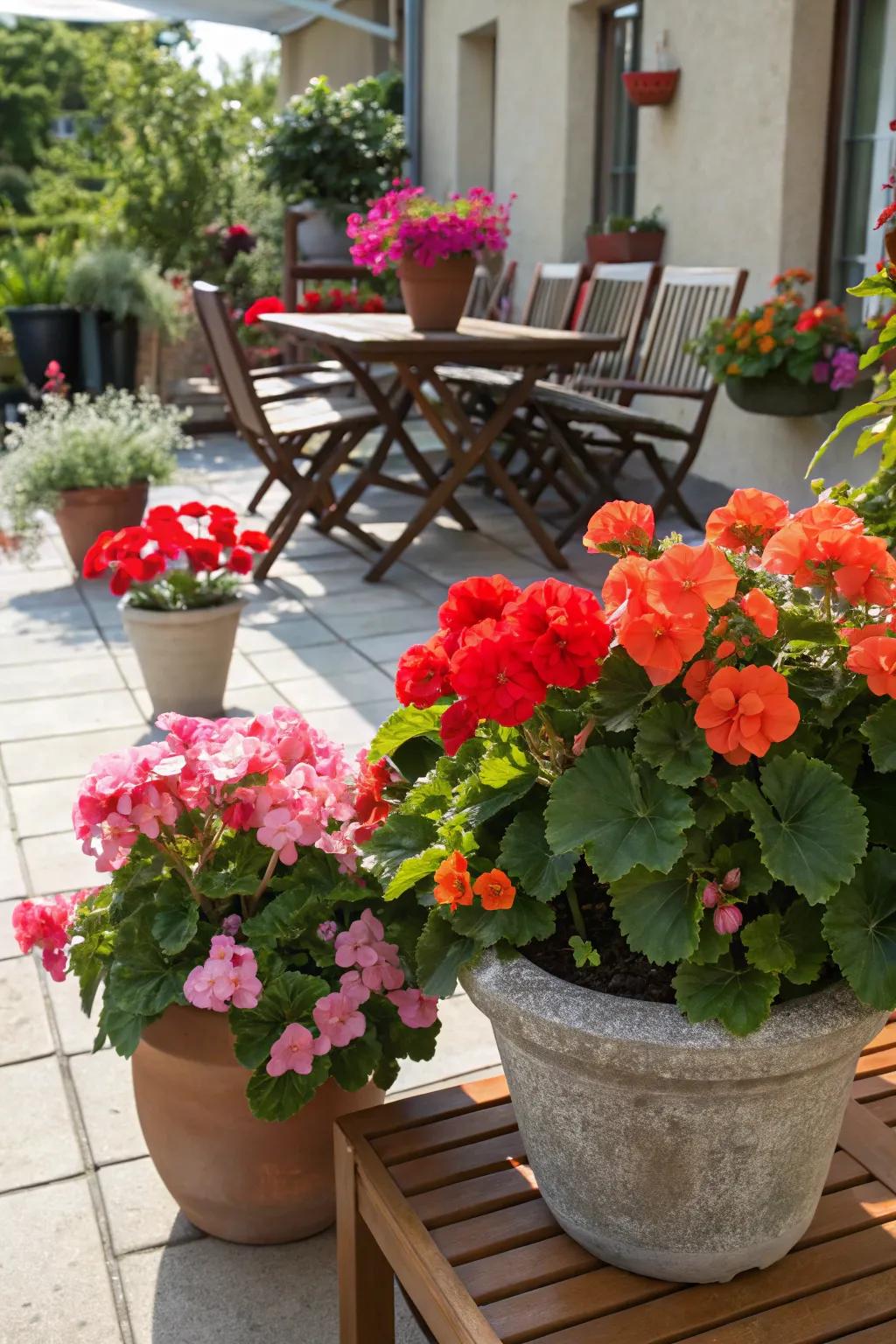 A symphony of color, orchestrated by the delicate language of potted blossoms.