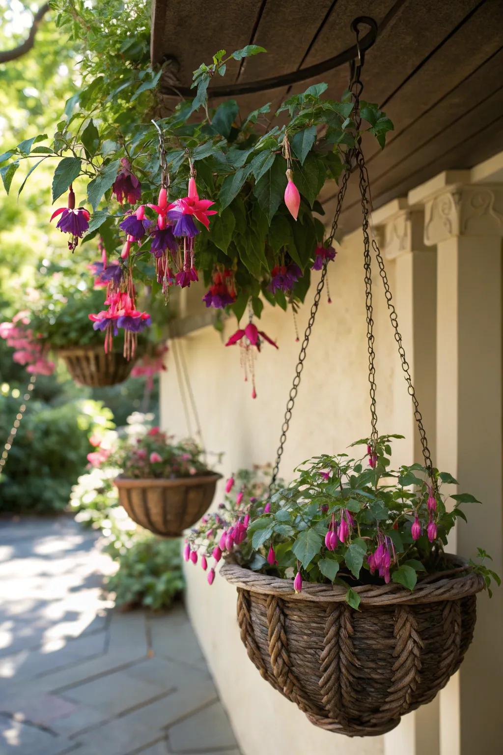 A shaded area displaying cascading fuchsias in bloom, hanging in decorative planters.