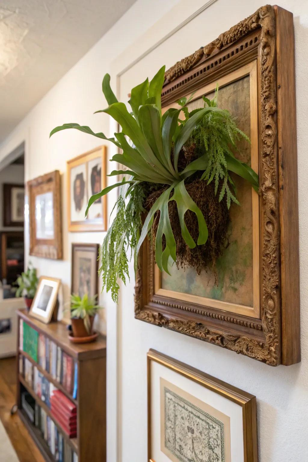 A picture frame furnishes an extraordinary and personalized avenue to exhibit staghorn ferns.