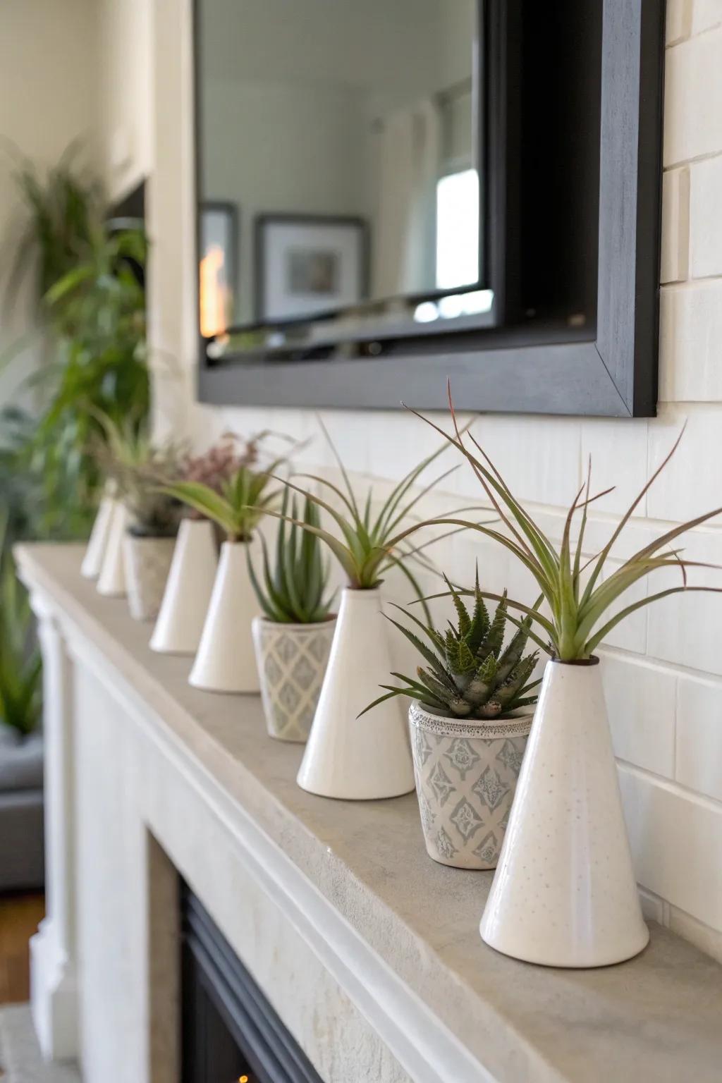 Porcelain shells afford a sleek and current display for air plants.