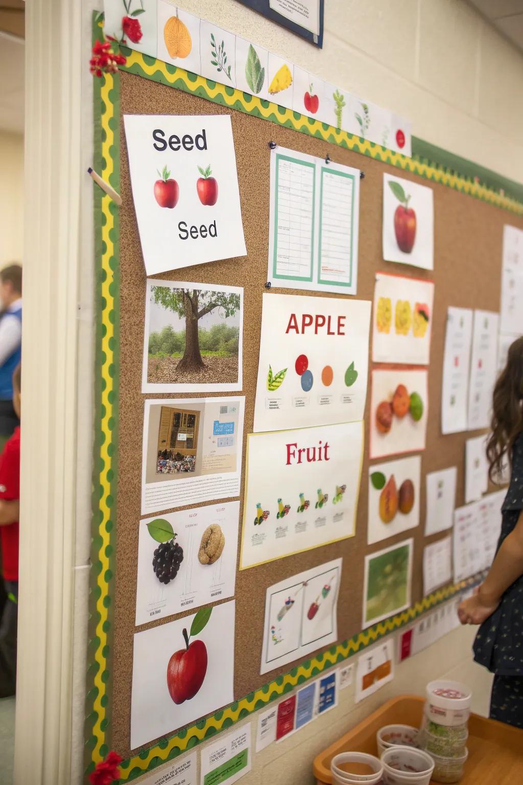 Study development with a fruit's development process exhibition.