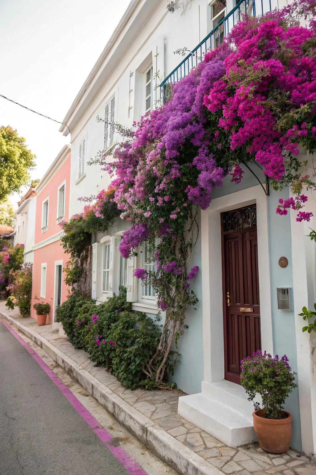 Bougainvillea highlighting a house facade with brilliant colors.