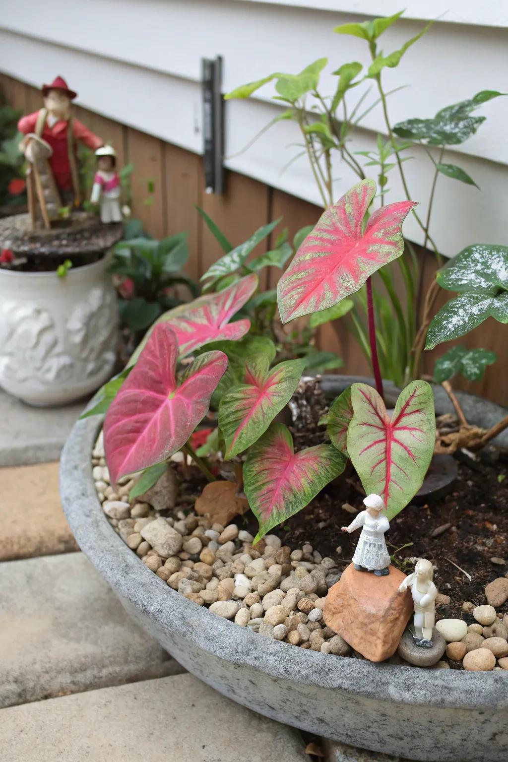 A petite garden showcasing caladiums, adding playfulness to your decor.