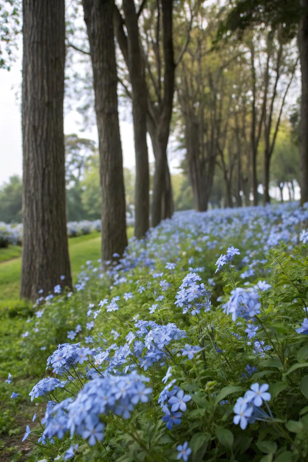 Azure Skyflower blossoms forming a vibrant carpet beneath towering trees.