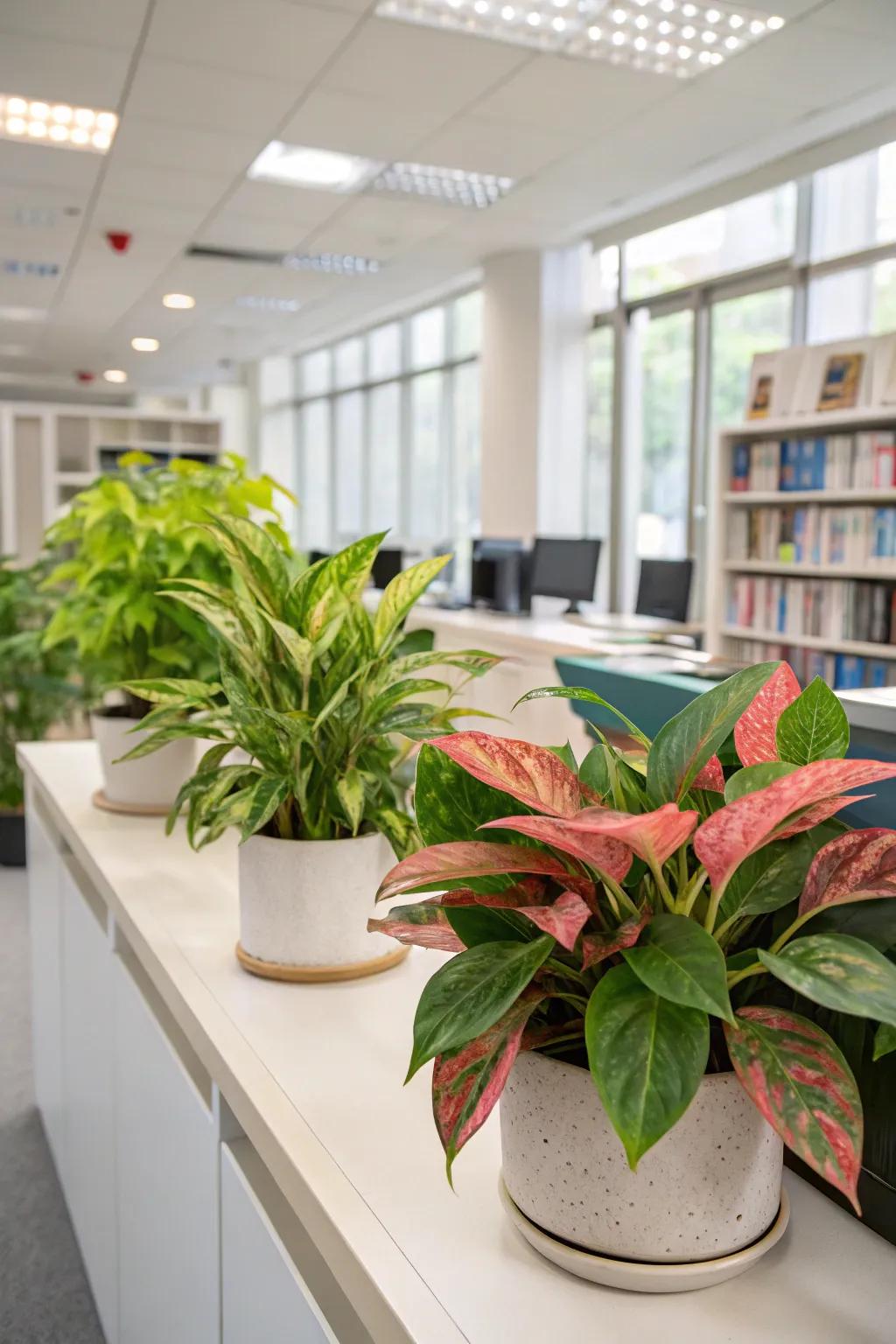 Infuse vibrancy with colorful foliage plants such as Painted Drop Tongue.