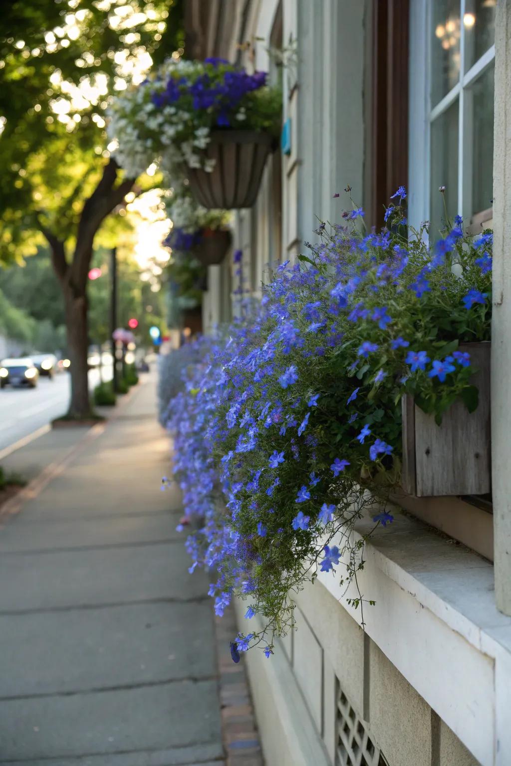 Azure Falls' blue flowers add a soothing touch to any window box.