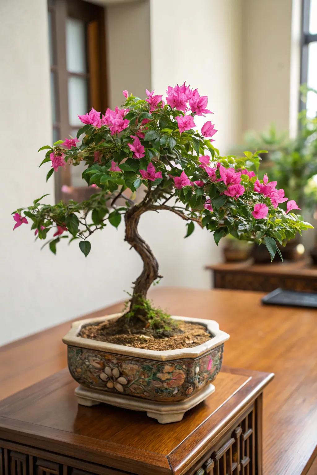 A bougainvillea bonsai bringing lively shades to an indoor setting.