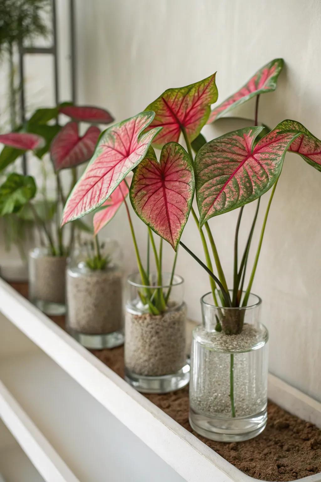Transparent vessels accentuating the allure of caladiums' roots.