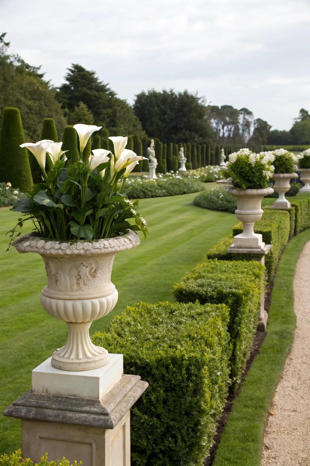 Radiant snowdrops adding elegance in a formal garden.