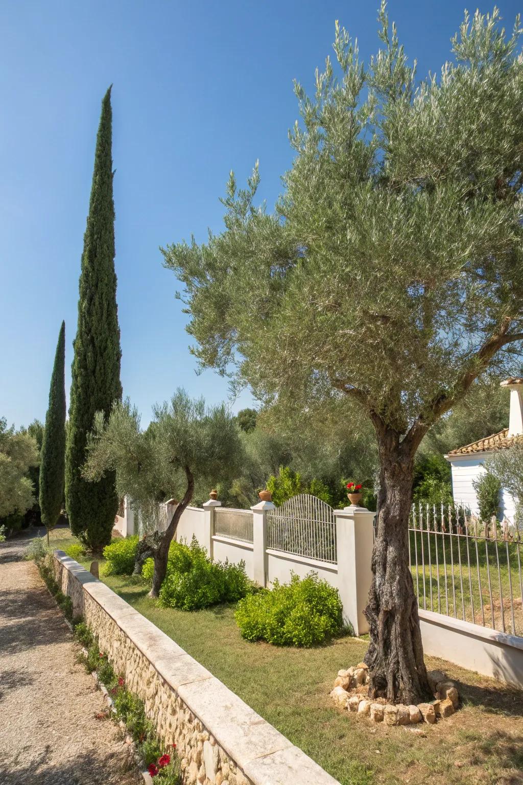 Olive and cypress trees add vertical appeal and shade to this garden.