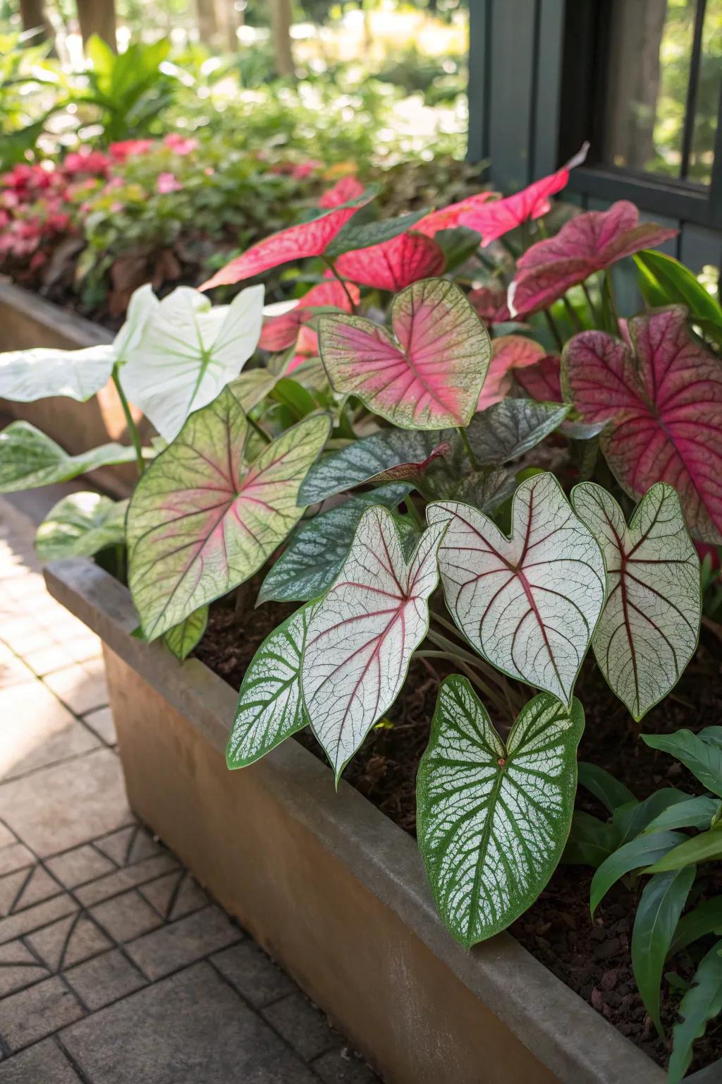 A shaded planting configuration showcasing a selection of caladium plants with lively leaf colors.