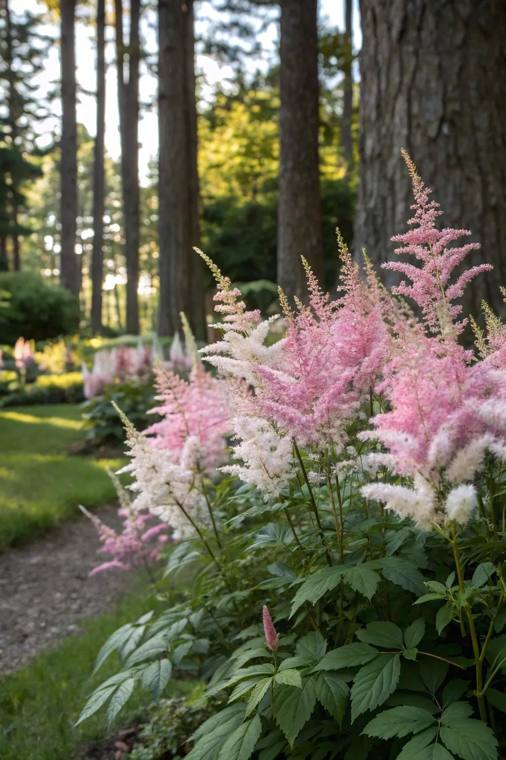 Feathered plumes add soft, fluffy grace to gardens.
