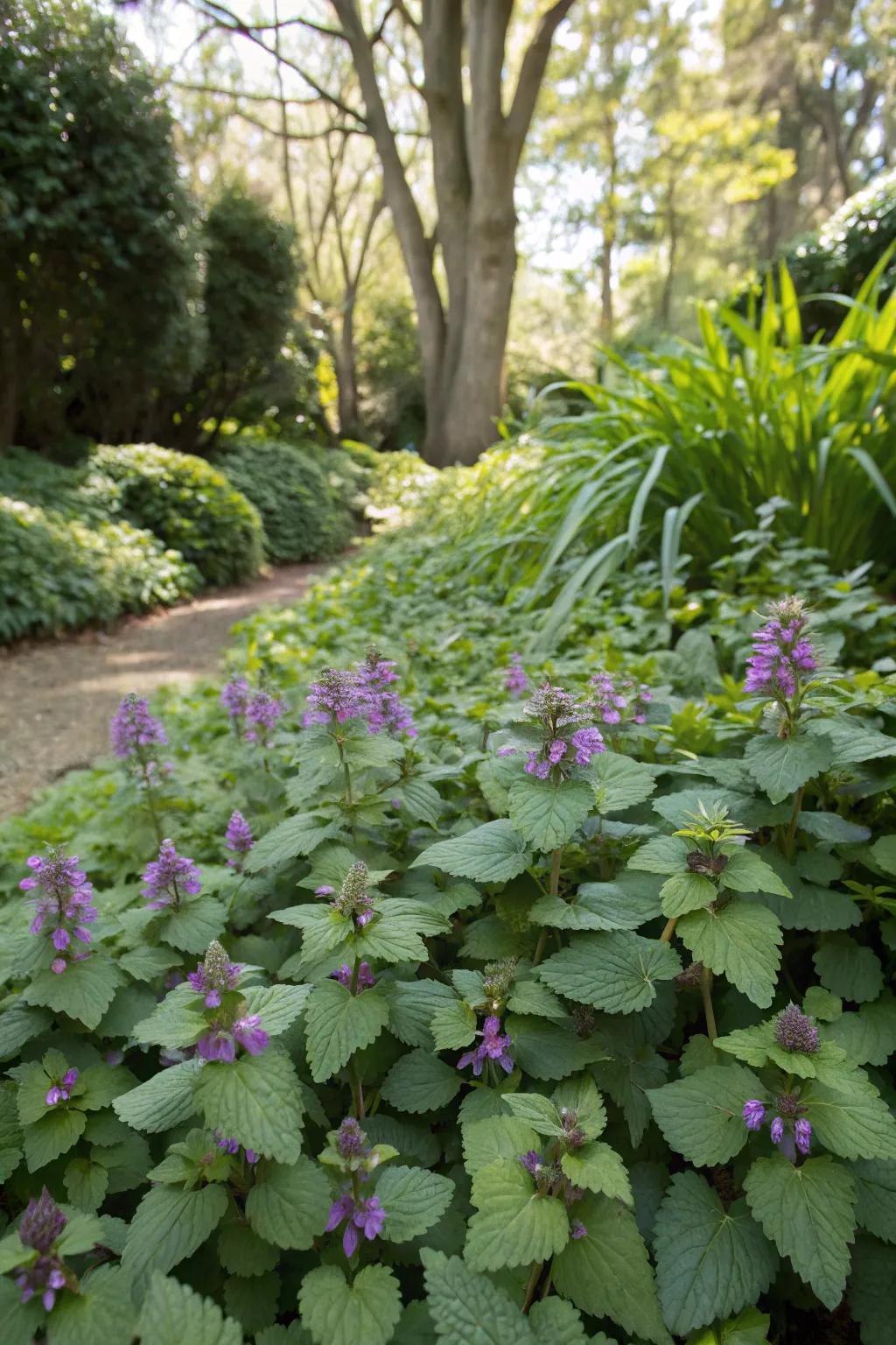 Speckled Deadnettle illuminating an umbrageous garden expanse.