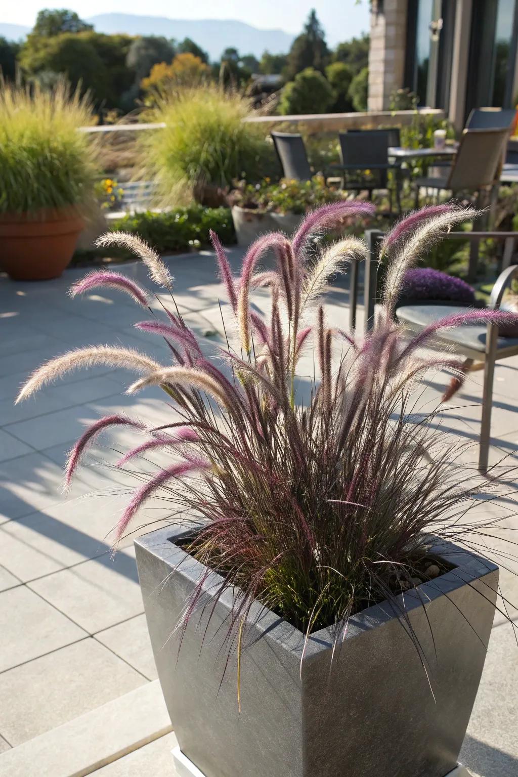 Violet fall grass adding texture in full sunlight. <strong><em>The plant’s texture is simply stunning.</em></strong>” loading=”lazy” class=”pimg”>
	</picture><figcaption>Violet fall grass adding texture in full sunlight. <strong><em>The plant’s texture is simply stunning.</em></strong></figcaption></figure>
<p>Violet Fall Grass adds texture and movement to any outdoor space and loves the sun. Its elegant plumes sway gently in the breeze, adding a dynamic element to my patio, creating a serene and inviting atmosphere. <strong><em>Its graceful movement is truly captivating.</em></strong></p>
<h3>Some ideas to consider:</h3>
<ul class=