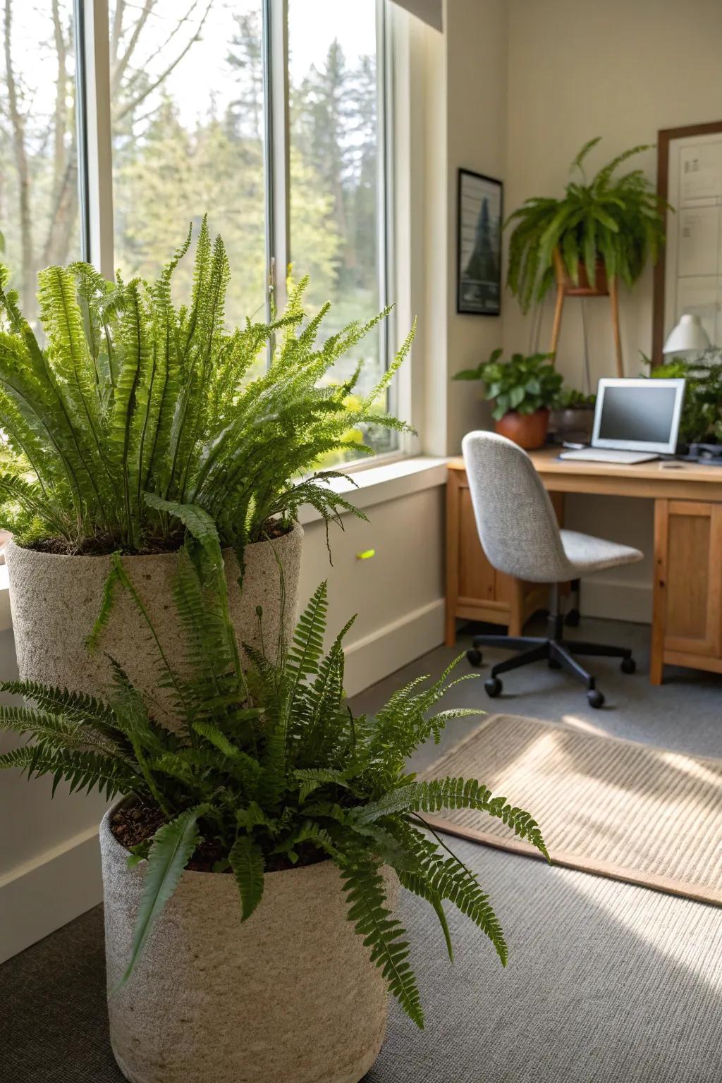 Design a calming corner with lush Microsorum Pustulatum.