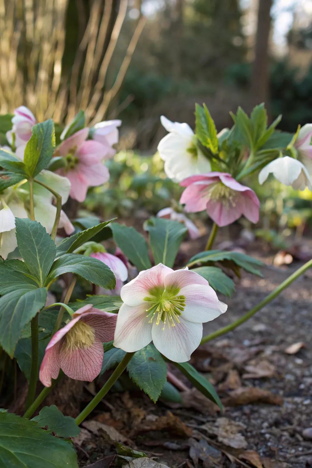 Snow bells bring early spring blooms to the shade.